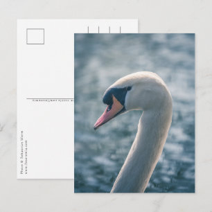 Mute Swan Nature Photo Postcard