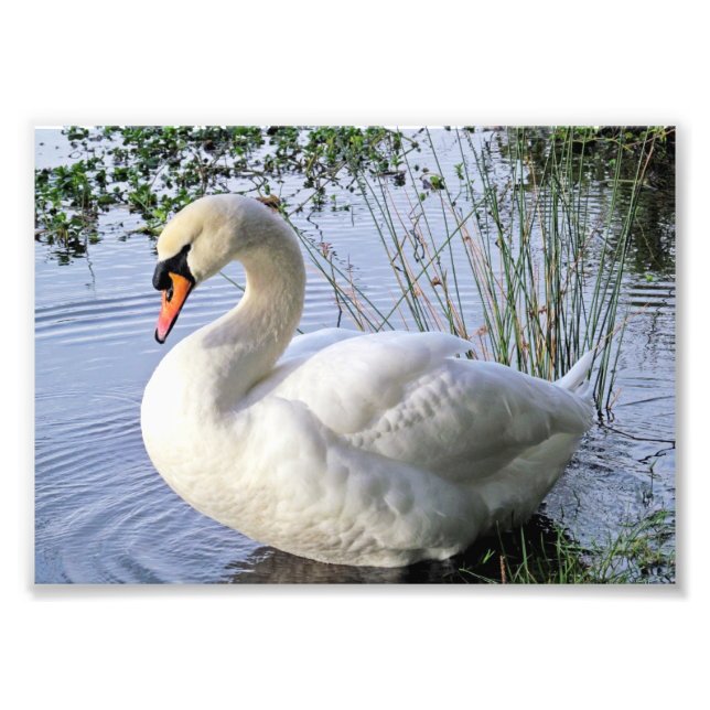 Mute Swan Photo Print (Front)