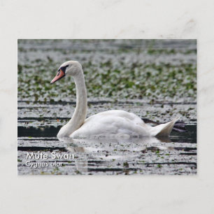 Mute Swan Postcard
