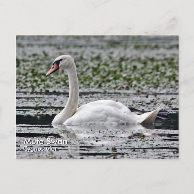 Mute Swan Postcard (Front)