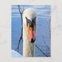 Mute Swan