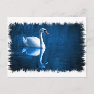 Mute Swan Postcard