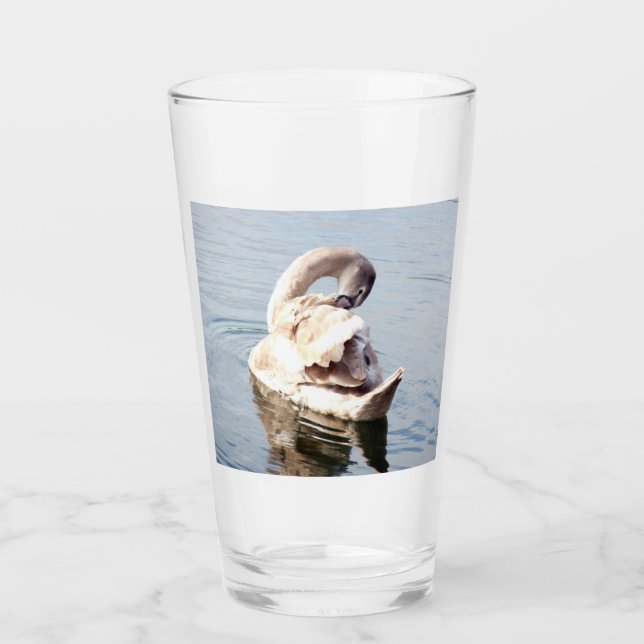 Mute Swan Preening Glass (Front)