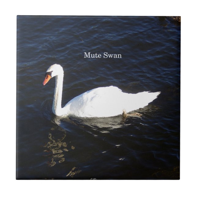 Mute Swan tile (Front)