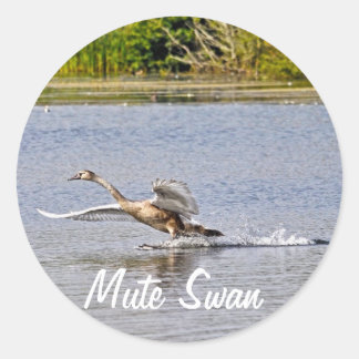 Mute Swan Wildlife Waterfowl Photo Classic Round Sticker