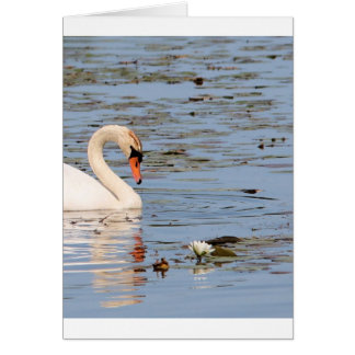 Mute Swan with lilly pad