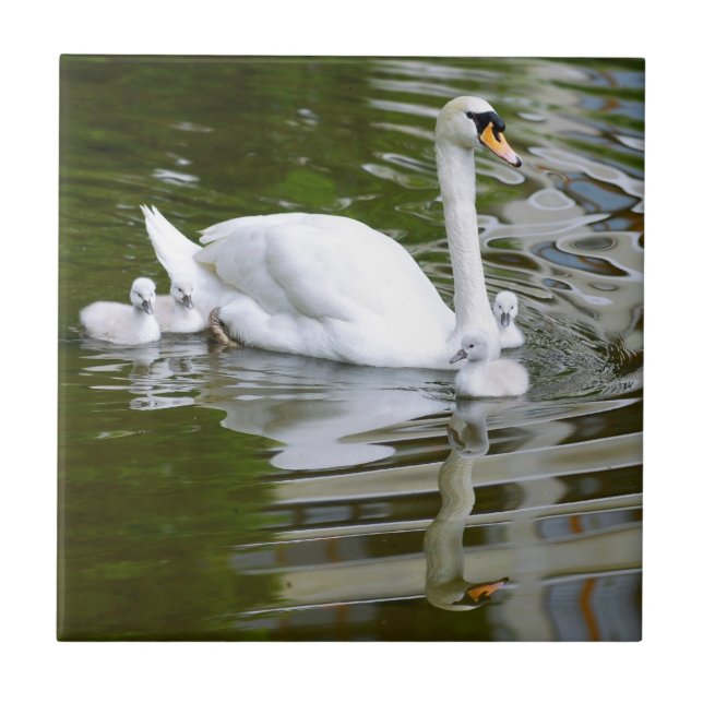Mute swan with nestlings on water ceramic tile (Front)