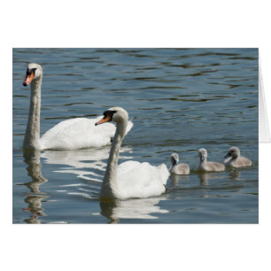 Mute Swans And Ducklings