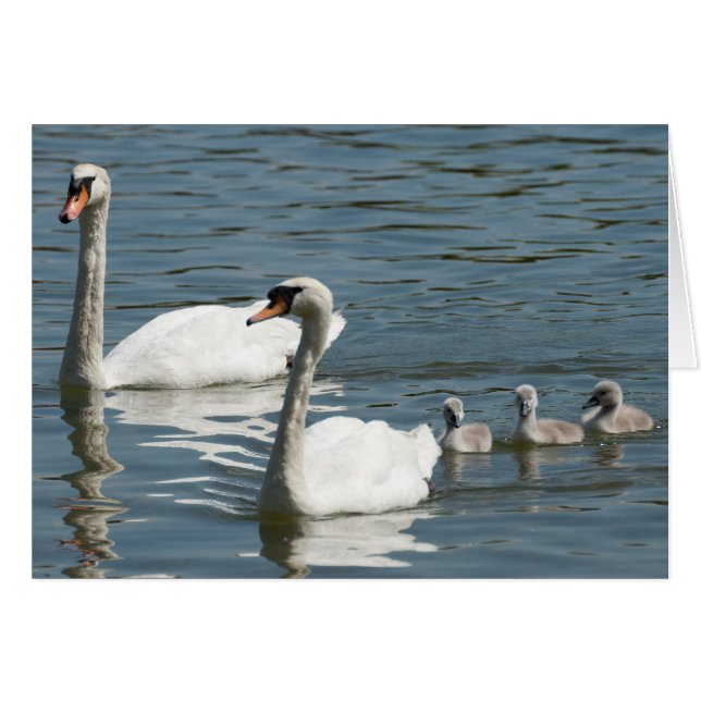 Mute Swans And Ducklings (Front Horizontal)
