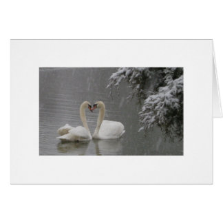 Mute Swans Courting
