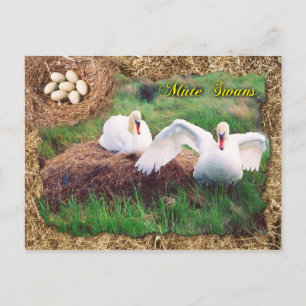 Mute swans guarding nest, Maryland Postcard