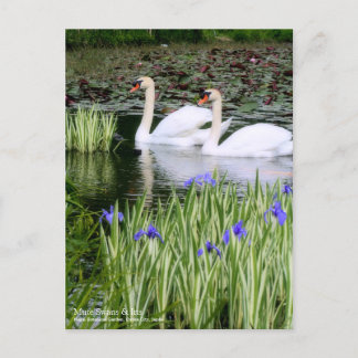 Mute Swans & Iris Postcard