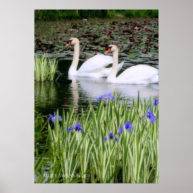 Mute swans & Iris：Value Poster paper (Front)