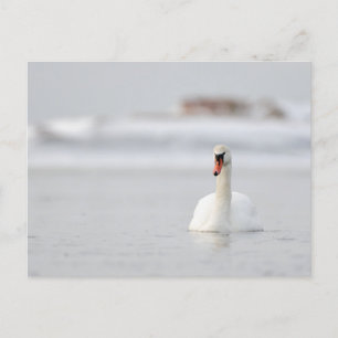 Mute swans swimming in the ice cold water postcard