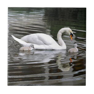 Mute swans with nestlings on water ceramic tile