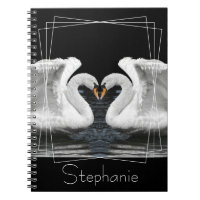 Mute White Swan Mirror Image Animal Photography