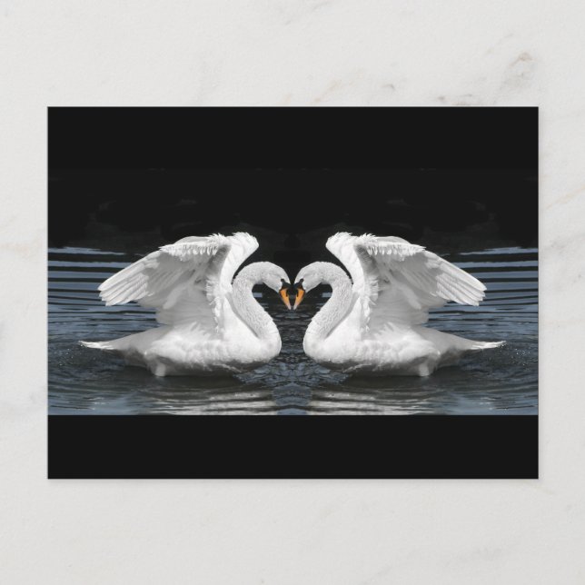 Mute White Swan Photo Mirror Image Effect Postcard (Front)