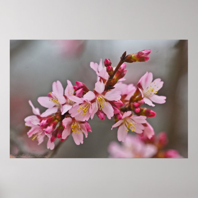 Muted Pink Japanese Cherry Blossoms Poster (Front)