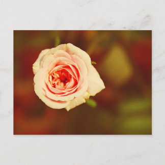 Muted Rose Postcard