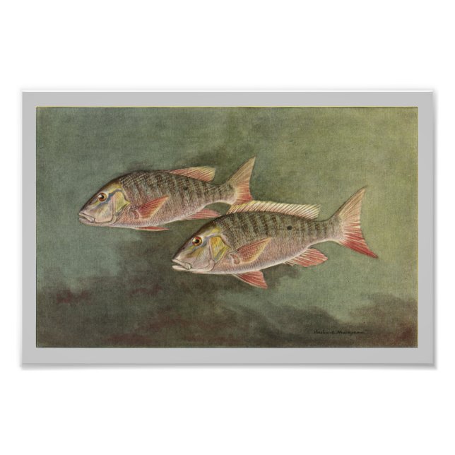 Mutton Fish Vintage Fish Print (Front)
