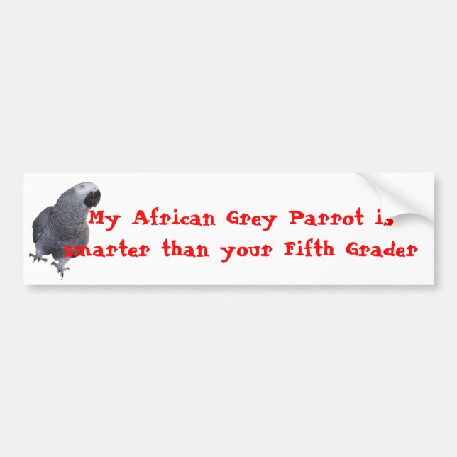 My African Grey Parrot... Bumper Sticker (Front)