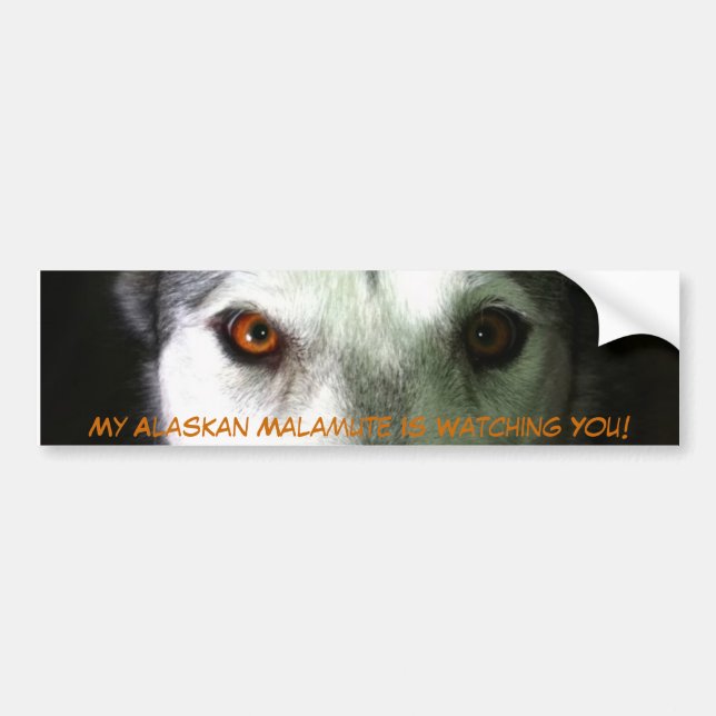My Alaskan Malamute Bumper Sticker (Front)