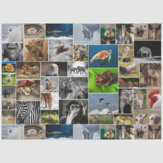 "My Animal Kingdom" Wild Animal Tissue Paper