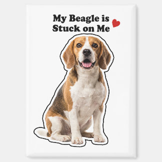 My Beagle Is Stuck On Me Dog Lover Magnet