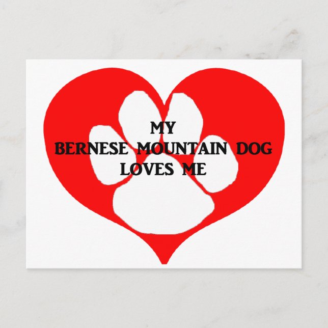 my bernese mountain dog loves me postcard (Front)