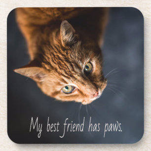 My best friend has paws, Cat Kitten Cute Coaster