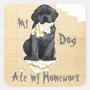 My Black Lab Ate My Homework Square Sticker