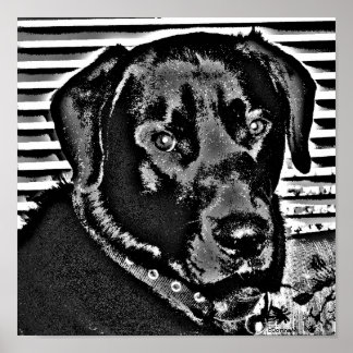 My Black Lab Poster