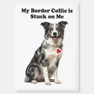 My Blue Merle Border Collie Stuck On Me Magnet
