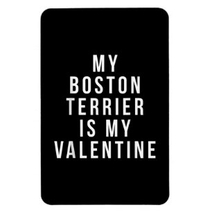 My Boston Terrier Is My Valentine T-Shirt Magnet