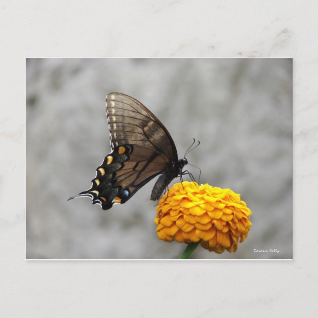 My Butterfly Card (Front)