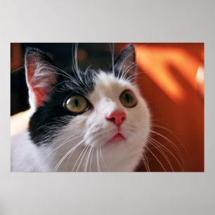 My cat poster