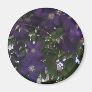 My Cell Phone Photo of Mum's Clematis Magnet