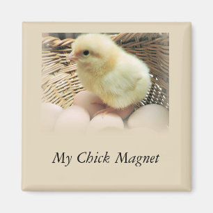 "My Chick Magnet" with Baby Chicken Magnet