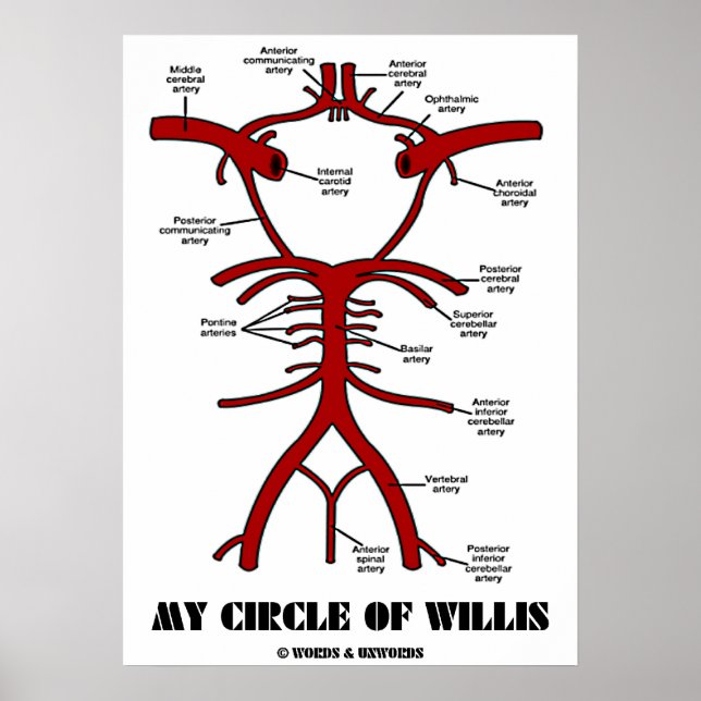 My Circle Of Willis (Anatomical Arteries) Poster (Front)