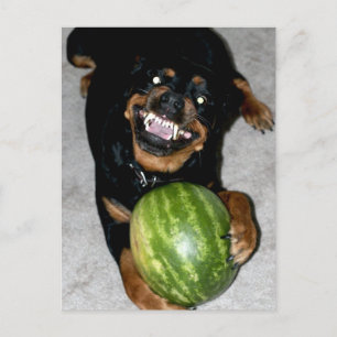 My Dog Snoop Likes Watermelons Postcard