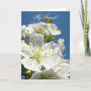 My Friend! Greeting Cards Spring Cherry Blossoms