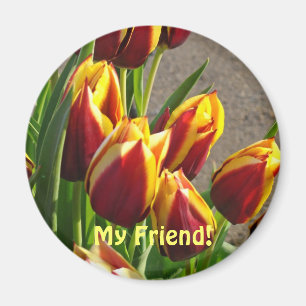 My Friend! magnet Red Yellow Spring Tulip Flowers