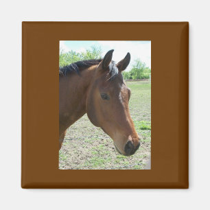 My Friend, The Horse Magnet
