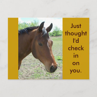 My Friend, The Horse Postcard