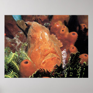 My Frogfish Poster