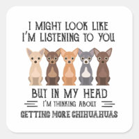 My Head I'm Thinking About Getting More Chihuahuas