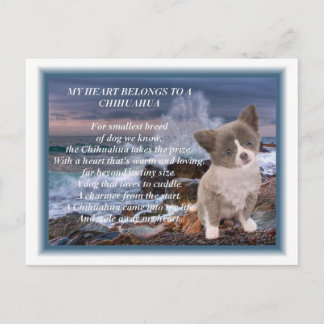 My heart belongs to a Chihuahua poem Postcard