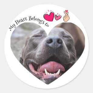 My Heart Belongs to Pitbull dog custom photo Classic Round Sticker