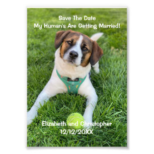 My Human's Are Getting Married Engagement Photo 