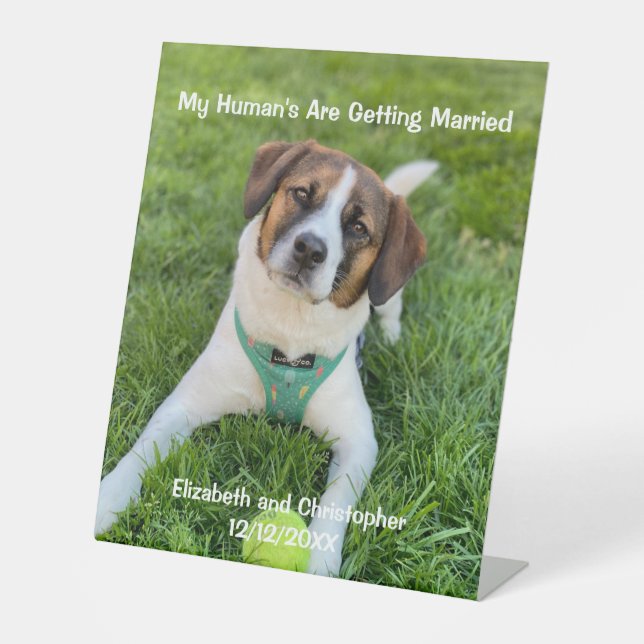 My Human's Are Getting Married Engagement Photo  Pedestal Sign (Front)